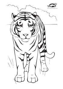 coloring,craft-coloring,tiger