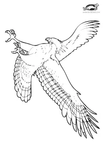 bird,coloring,craft-coloring,eagle