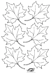 autumn,coloring,craft-coloring,fall,leaf