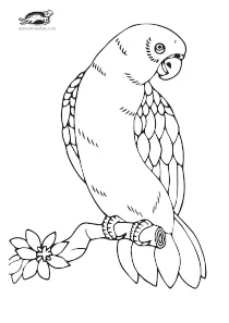 bird,collage,coloring,craft-coloring,floral,parrot