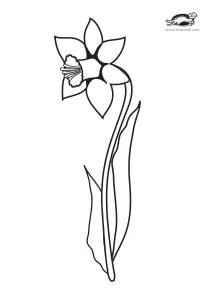 coloring,craft-coloring,daffodil,flower,mother,mothers-day,narcissus,spring