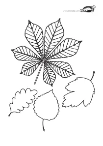 autumn,coloring,craft-coloring,fall,leaf