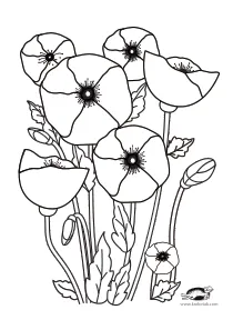 coloring,craft-coloring,poppy,summer