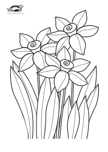coloring,craft-coloring,flower,narcissus,spring
