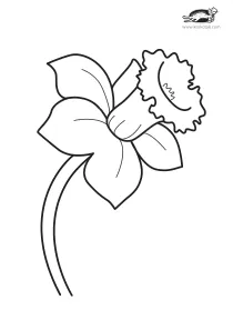 coloring,craft-coloring,crown,flower,narcissus,spring
