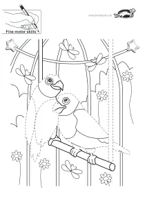 bird,fine-motor,parrot
